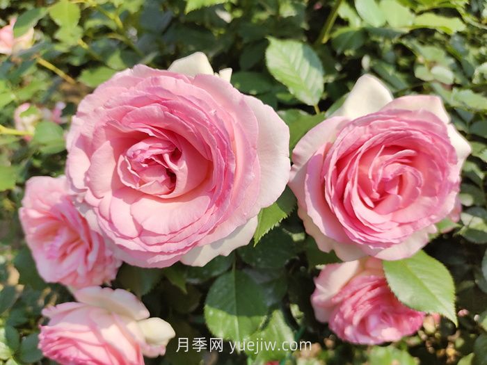 推荐88个最美月季品种，让花友美到心醉，陶醉其中(图7)