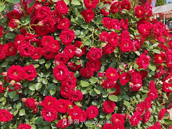 推荐88个最美月季品种，让花友美到心醉，陶醉其中(图9)