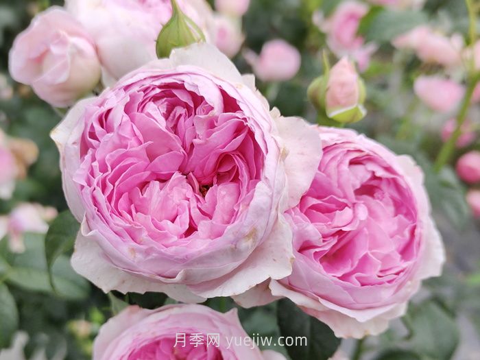 推荐88个最美月季品种，让花友美到心醉，陶醉其中(图10)