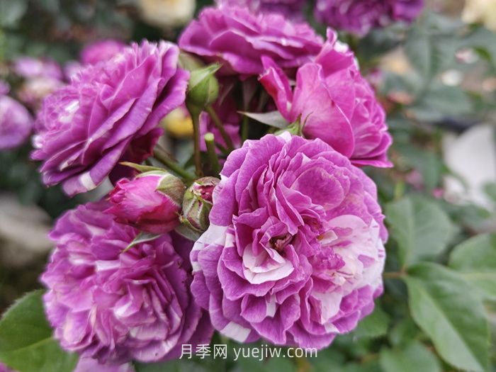 推荐88个最美月季品种，让花友美到心醉，陶醉其中(图11)