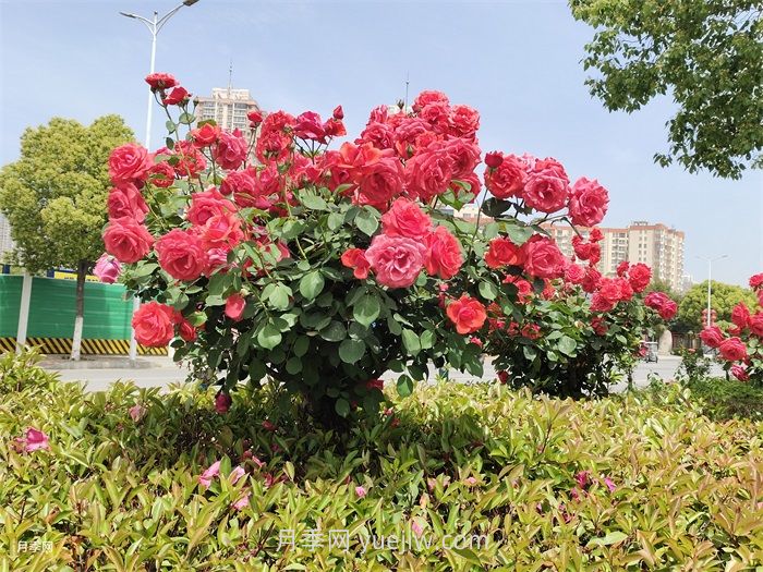 北方常见园林植物合集(图1)