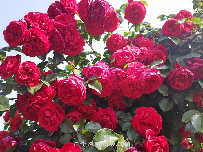 北方园林绿化带常见的月季花(图3)