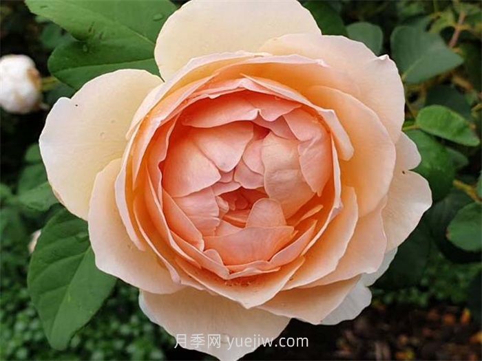 盘点11个强香的月季品种，个个打满分(图4)