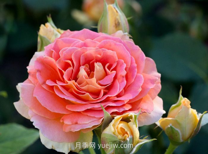 永远的艾帕索月季和铜管乐队月季哪个更好？(图2)