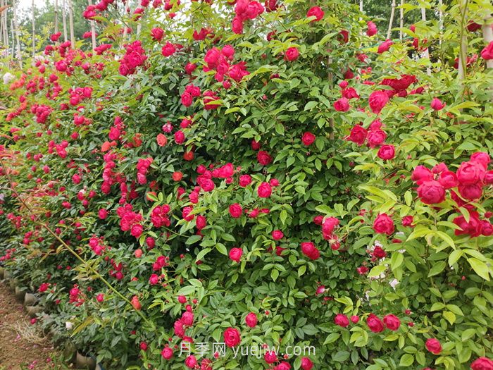 红木香月季盆栽还是地栽好?(图1) 红木香月季盆栽还是地栽好?(图1)