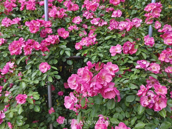 月季花长出新叶,却会打卷,是什么问题?(图1) 月季花长出新叶,却会打卷,是什么问题?(图1)