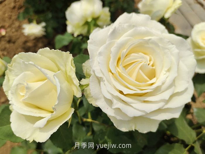 什么是切花月季？切花有哪些品种?(图3)