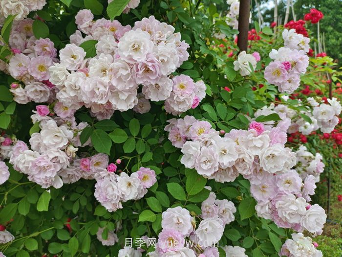 蔷薇花什么时候开花，花期有多久？(图1)