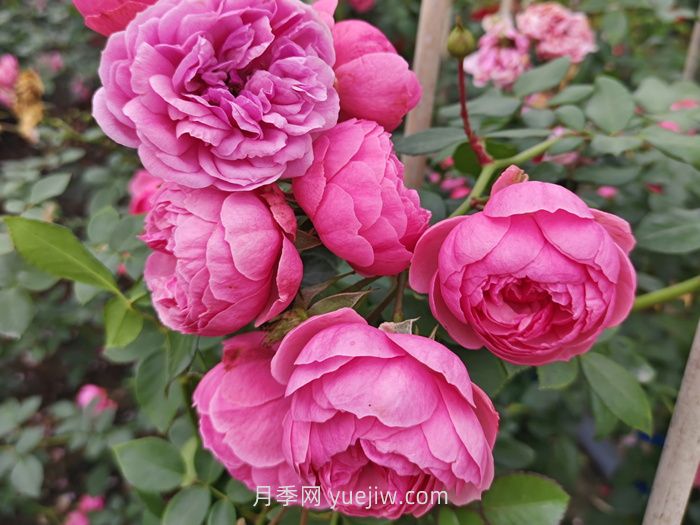 艾拉绒球月季是灌木还是藤本？(图1)