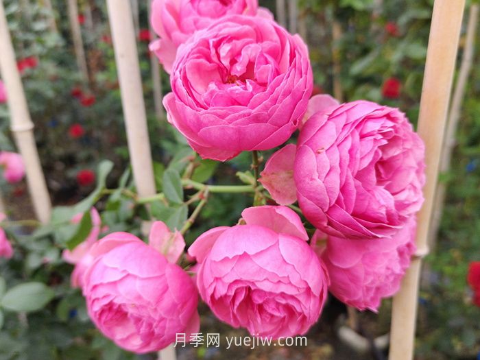 推荐8个夏季超级耐高温的月季品种(图4)