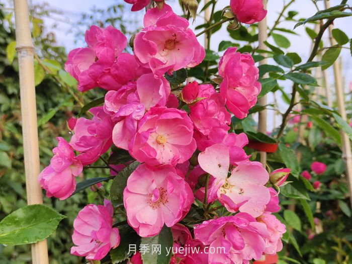 推荐适合阳台种植的藤本月季品种(图1)