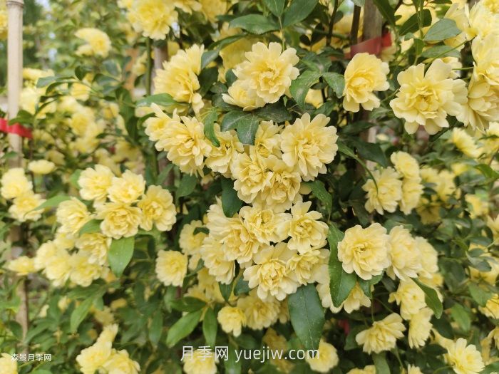 黄木香多久可以开花?黄木香怎样才能多开花呢?(图2) 黄木香多久可以开花?黄木香怎样才能多开花呢?(图2)