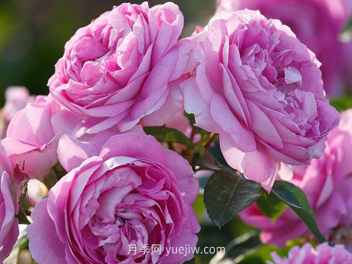 紫色月季花有哪些品种？(图2)