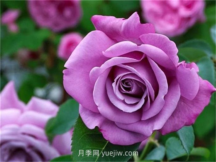 紫色月季花有哪些品种？(图5)