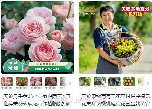  淘宝买月季，请推荐一些可靠的店铺(图1)