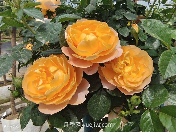 适合安徽种植的四季月季品种有哪些？(图1)