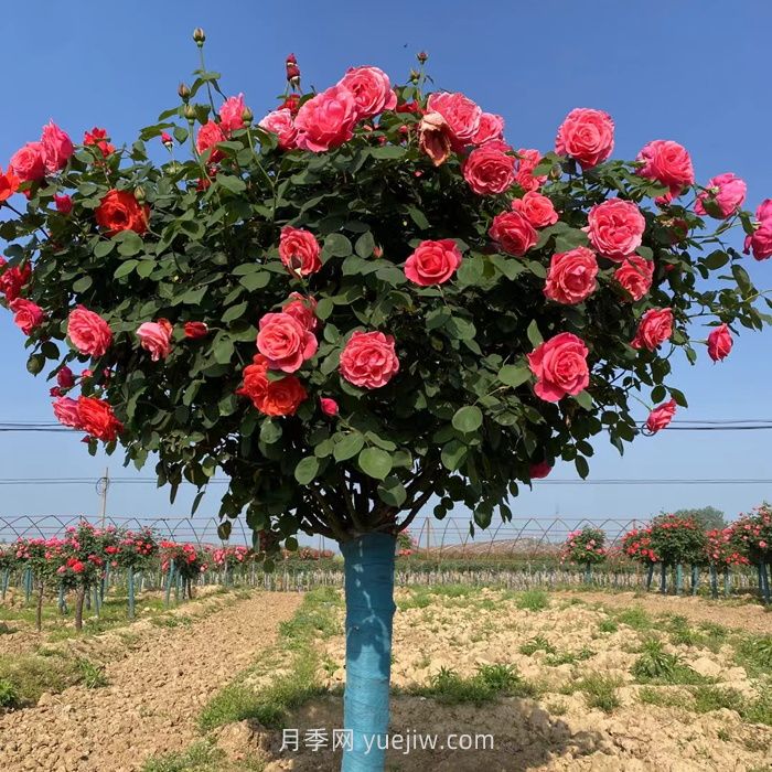 安徽适合种植月季吗？(图1)