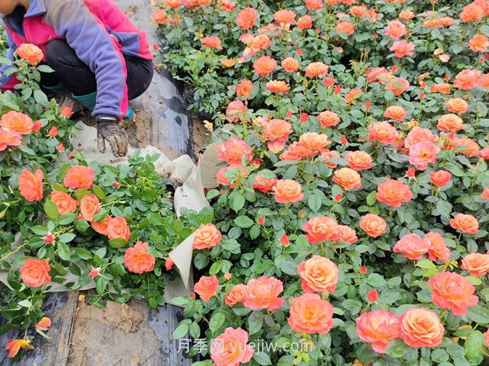 内蒙古适合种植月季吗？(图1)