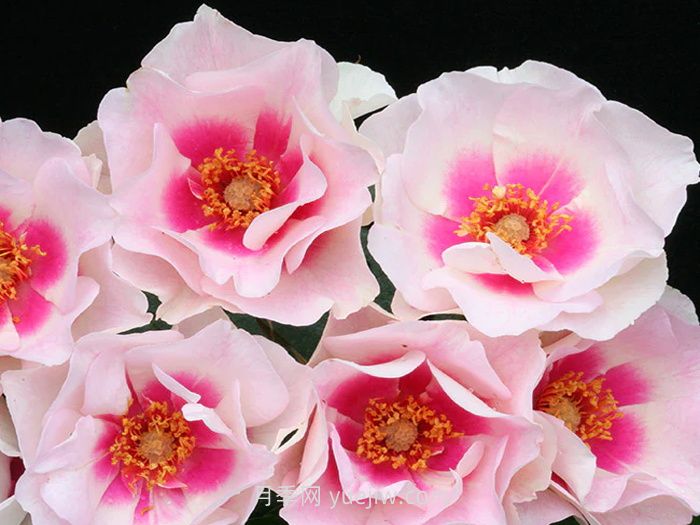 公牛的眼睛月季介绍和优缺点(图1)