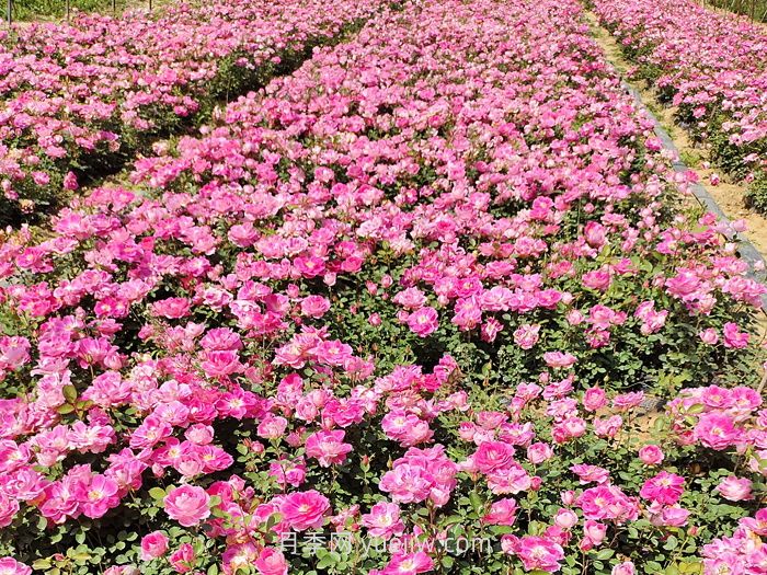 北方绿化带常见植物及名称(图1)