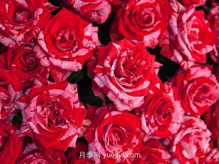 21朵玫瑰花的花语是什么？(图1)