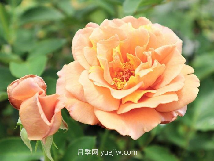 拉芬波特月季介绍和优缺点(图1)