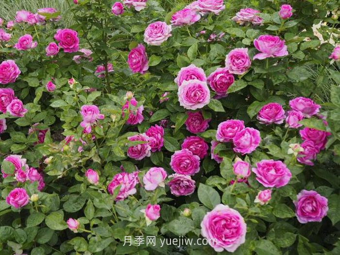 音乐之声月季介绍和优缺点(图1)