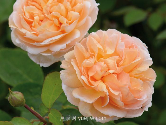 园丁夫人月季介绍和优缺点(图1)