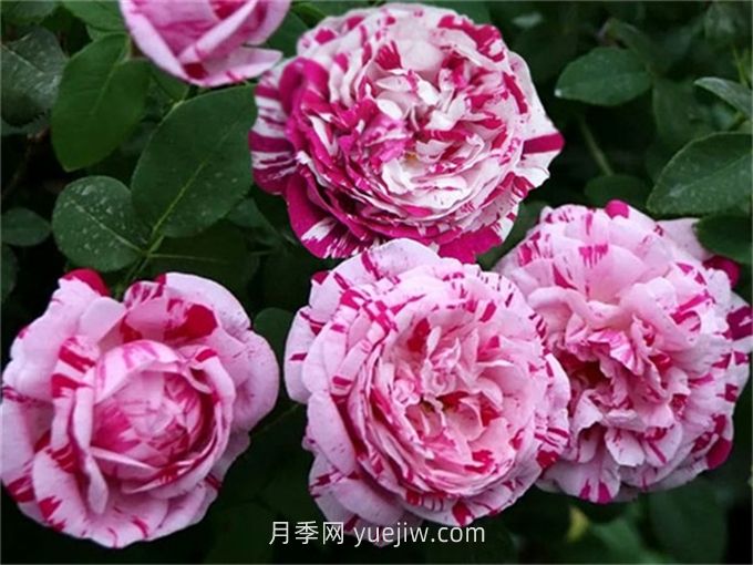 抓破美人脸月季介绍和优缺点(图1)