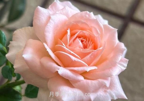 杨玉环月季介绍和优缺点(图1) 杨玉环月季介绍和优缺点(图1)