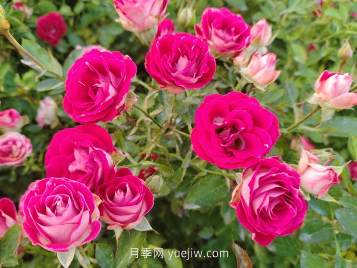 红宝石冰月季介绍和优缺点(图1)