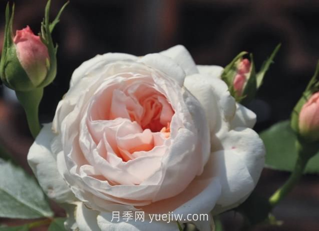 萨布丽娜月季介绍和优缺点(图1)