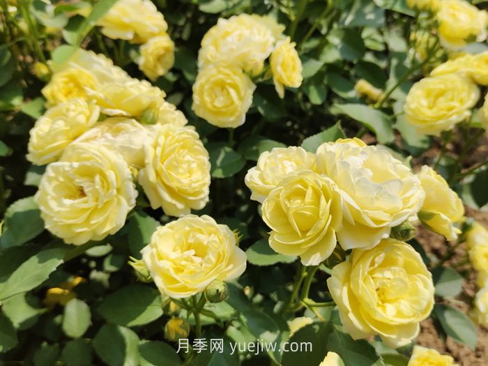 月季花的习性，要求什么样的种植环境？(图1)