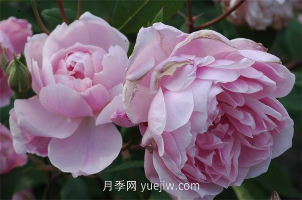 莫莉麦格雷迪月季介绍和优缺点(图1)