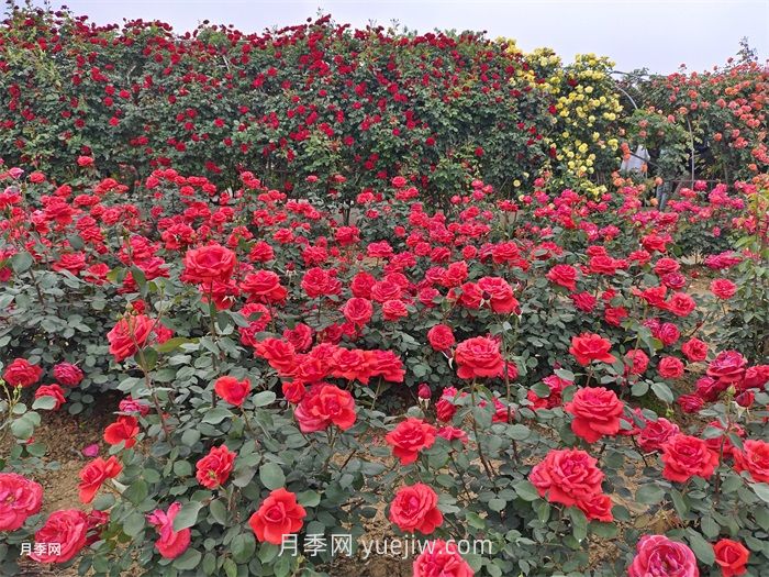 月季的种植基础知识集(图1)