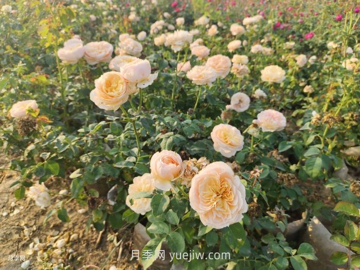 月季的种植基础知识集(图2)
