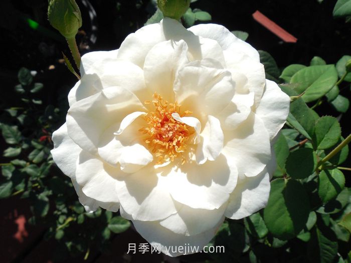 象牙时尚月季介绍和优缺点(图1)