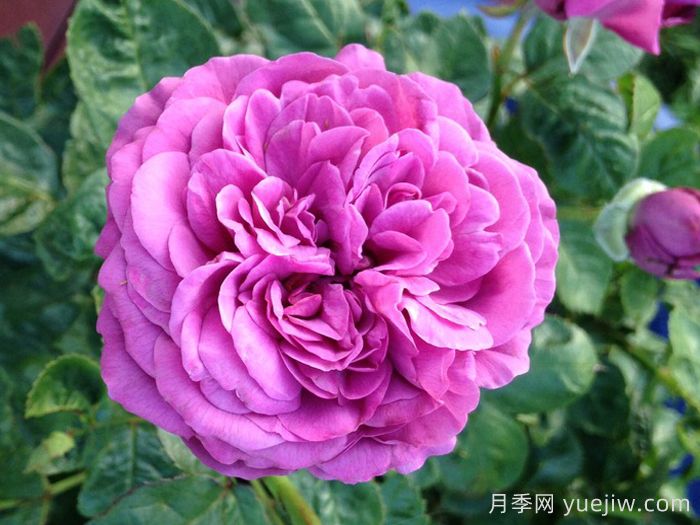 梅子色完美月季介绍和优缺点(图1)