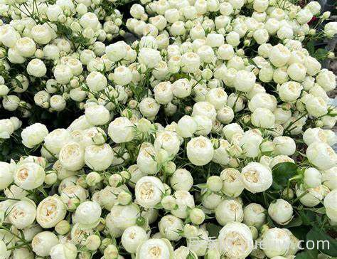 曼斯菲尔德白色庄园月季介绍和优缺点(图1)