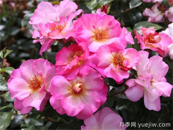 碧玺电气石月季介绍和优缺点(图1)