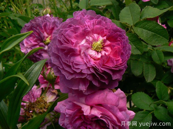 克雷西美人月季介绍和优缺点(图1)