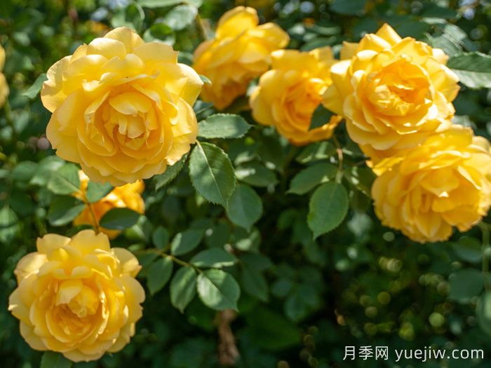 倾慕月季介绍和优缺点(图1)