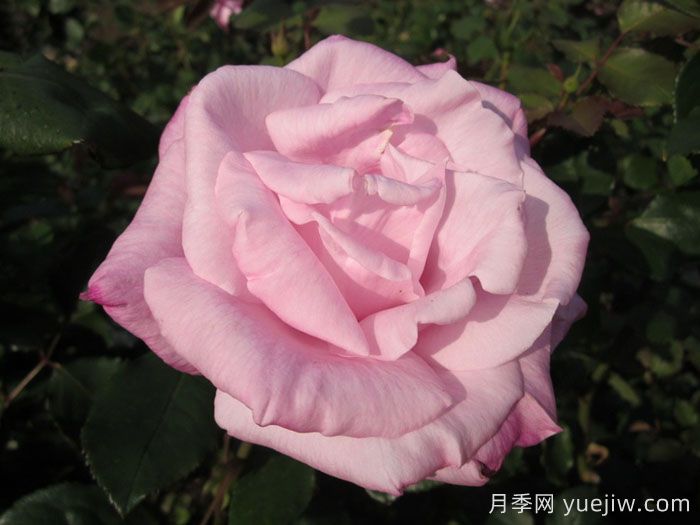 桃香月季介绍和优缺点(图1)