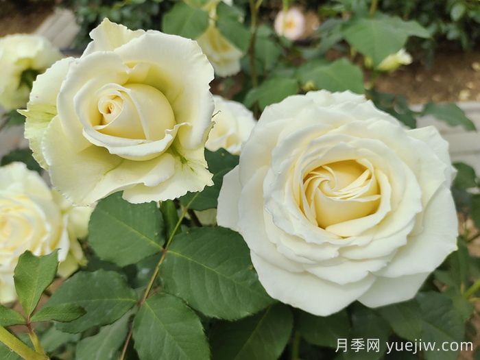 坦尼克月季介绍和优缺点(图2) 坦尼克月季介绍和优缺点(图2)