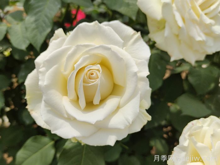 坦尼克月季介绍和优缺点(图1) 坦尼克月季介绍和优缺点(图1)