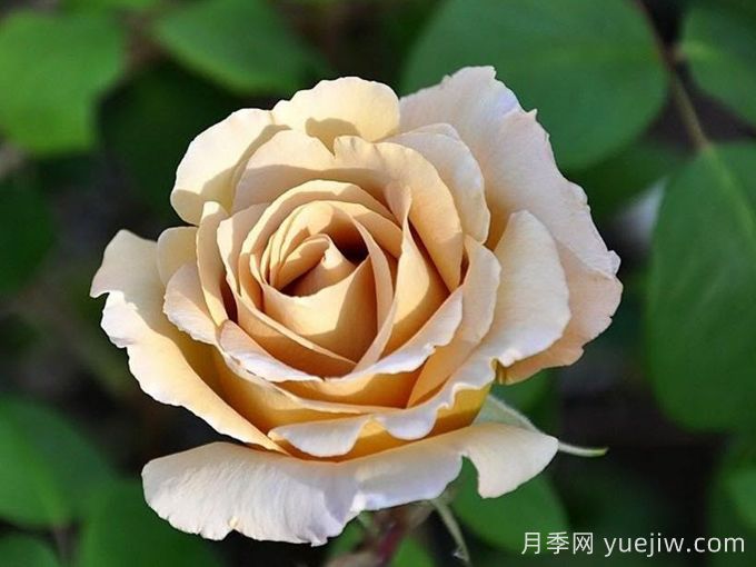 奶油糖果月季介绍和优缺点(图1)