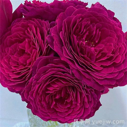 降魔月季介绍和优缺点(图1)