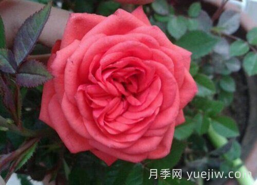 伊芙风情月季介绍和优缺点(图1) 伊芙风情月季介绍和优缺点(图1)