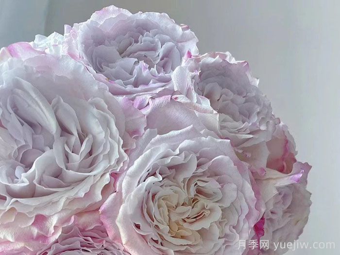 贝拉琳达仙女月季介绍和优缺点(图1)