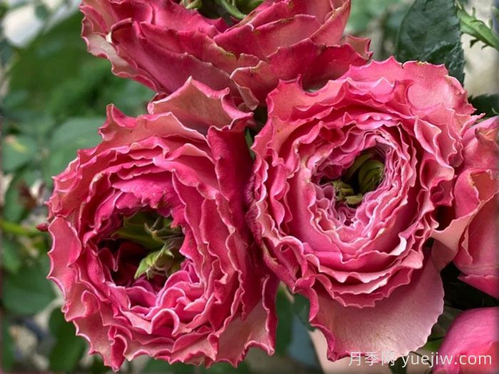 伯利兹月季介绍和优缺点(图1) 伯利兹月季介绍和优缺点(图1)